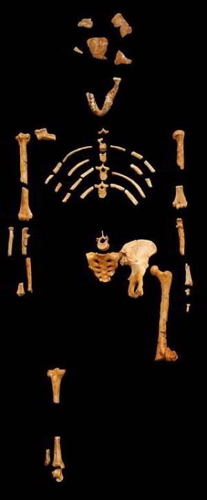 Обнаружен скелет Люси