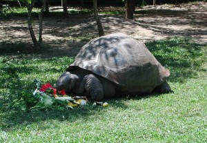 В зоопарке Австралии умерла 175-летняя черепаха Гариетта